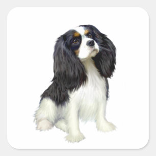 Cavalier King Charles - Dreifarbig Quadratischer Aufkleber