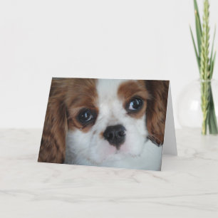 Cavalier King Charles Grußkarten Karte