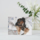 Cavalier King Charles in Bed Reading Newspaper Postkarte (Stehend Vorderseite)