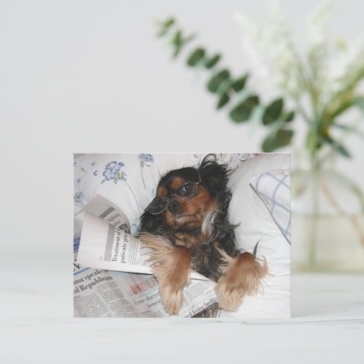 Cavalier King Charles in Bed Reading Newspaper Postkarte (Stehend Vorderseite)