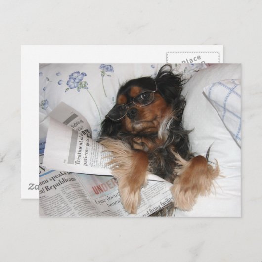 Cavalier King Charles in Bed Reading Newspaper Postkarte (Vorne/Hinten)
