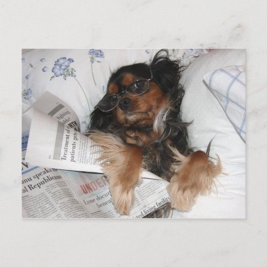 Cavalier King Charles in Bed Reading Newspaper Postkarte (Vorderseite)