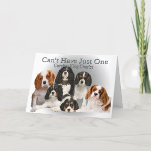 Cavalier King Charles kann nicht nur ein Geschenk  Feiertagskarte