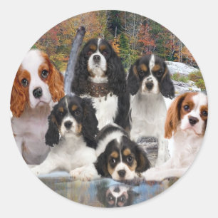 Cavalier King Charles kann nicht nur ein Geschenk Runder Aufkleber