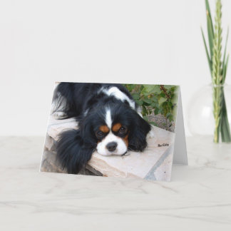 Cavalier King Charles Karte