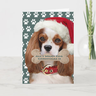 Cavalier King Charles Kisses zu Weihnachten