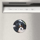 Cavalier King Charles Magnet (In Situ (Geschirrspüler))