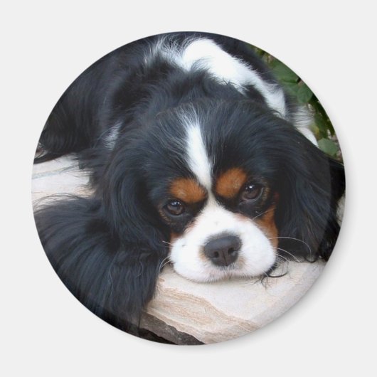 Cavalier King Charles Magnet (Vorne)