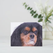 Cavalier King Charles mit Schneeflocken Postcard Postkarte (Stehend Vorderseite)