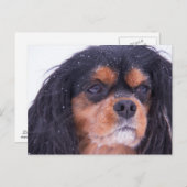 Cavalier King Charles mit Schneeflocken Postcard Postkarte (Vorne/Hinten)