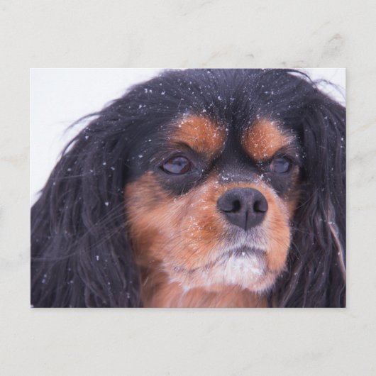 Cavalier King Charles mit Schneeflocken Postcard Postkarte (Vorderseite)