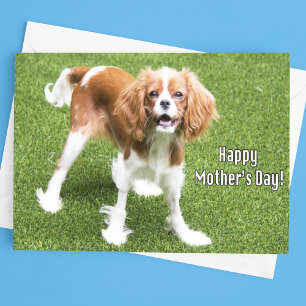 Cavalier King Charles Mother's Day Card Karte