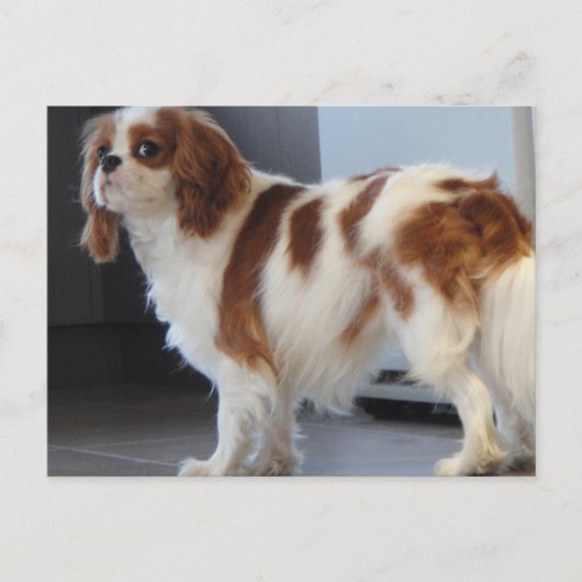 Cavalier King Charles niedlicher Welpenhund Postka Postkarte (Vorderseite)