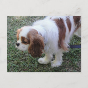 Cavalier King Charles niedlicher Welpenhund Postka Postkarte