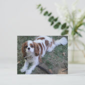 Cavalier King Charles niedlicher Welpenhund Postka Postkarte (Stehend Vorderseite)