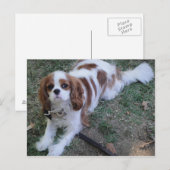 Cavalier King Charles niedlicher Welpenhund Postka Postkarte (Vorne/Hinten)