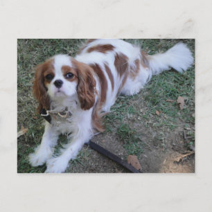 Cavalier King Charles niedlicher Welpenhund Postka Postkarte