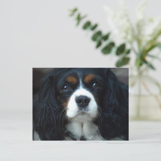 Cavalier King Charles Postcard Postkarte (Stehend Vorderseite)