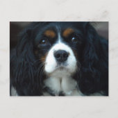 Cavalier King Charles Postcard Postkarte (Vorderseite)