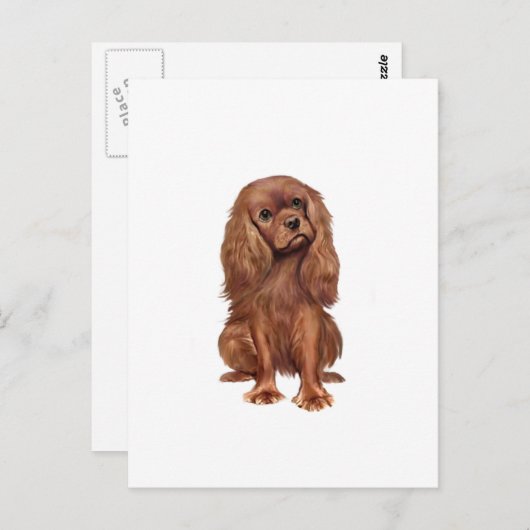 Cavalier King Charles - Ruby Postkarte (Vorne/Hinten)