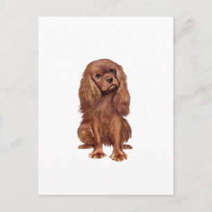 Cavalier King Charles - Ruby Postkarte