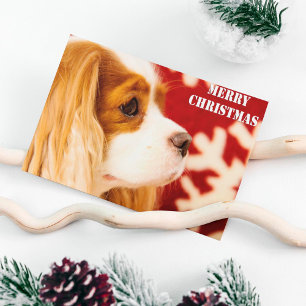 Cavalier King Charles Schneeflocken Weihnachten