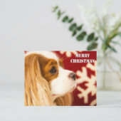 Cavalier King Charles Snowflake Weihnachten (Stehend Vorderseite)
