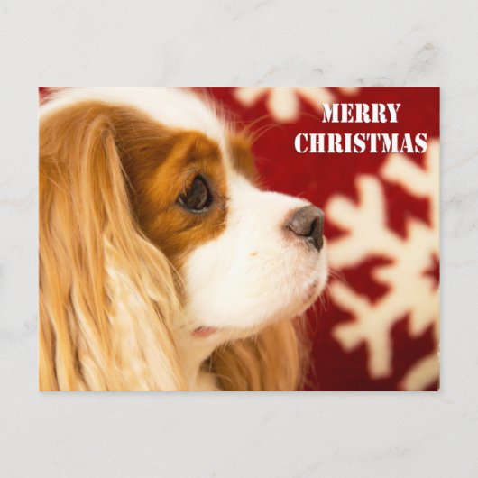 Cavalier King Charles Snowflake Weihnachten (Vorderseite)