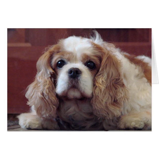 Cavalier King Charles Spaniel (Vorderseite (Horizontal))