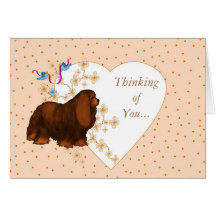 Cavalier King Charles Spaniel