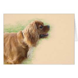 Cavalier King Charles Spaniel