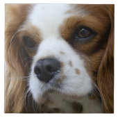 Cavalier King Charles Spaniel 2 Haustier Liebe, SE Fliese (Vorderseite)