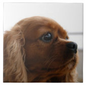 Cavalier King Charles Spaniel 3 Haustier Liebe, SE Fliese (Vorderseite)