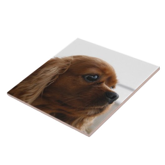 Cavalier King Charles Spaniel 3 Haustier Liebe, SE Fliese (Seite)