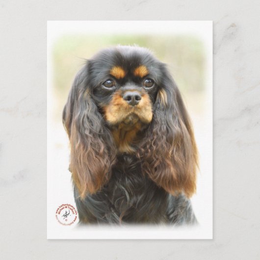 Cavalier King Charles Spaniel 9F51D-03 Postkarte (Vorderseite)