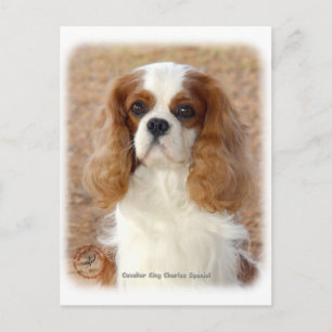Cavalier King Charles Spaniel 9L005D-08 Postkarte