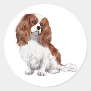 Cavalier King Charles Spaniel (A) - Blenheim 1 Runder Aufkleber