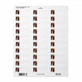 cavalier king charles spaniel AI1 (Vorne)