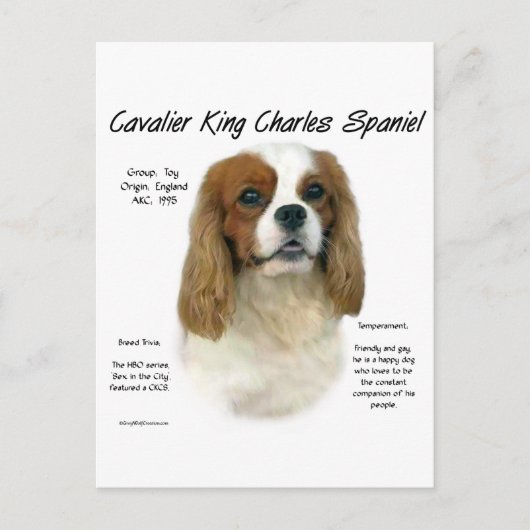 Cavalier King Charles Spaniel (Blenheim) Geschicht Postkarte (Vorderseite)