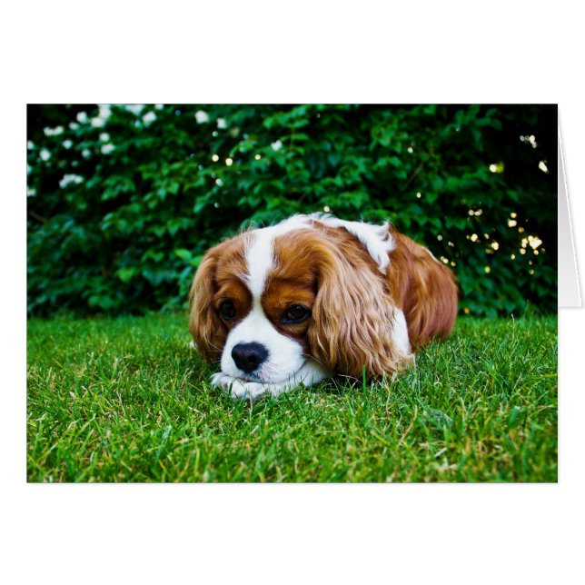Cavalier King Charles Spaniel Blenheim in Grass (Vorderseite (Horizontal))