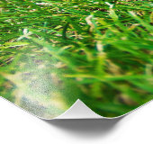 Cavalier King Charles Spaniel Blenheim in Grass Fotodruck (Ecke)