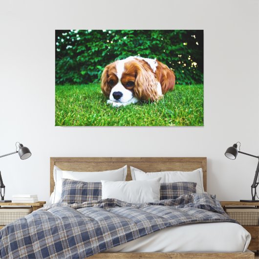 Cavalier King Charles Spaniel Blenheim in Grass Leinwanddruck (Insitu (Schlafzimmer))