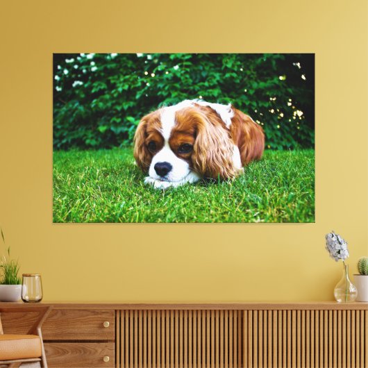 Cavalier King Charles Spaniel Blenheim in Grass Leinwanddruck (Insitu (Wohnzimmer))