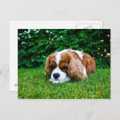 Cavalier King Charles Spaniel Blenheim in Grass Postkarte (Vorne/Hinten)