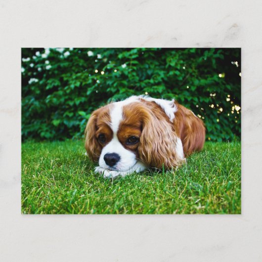 Cavalier King Charles Spaniel Blenheim in Grass Postkarte (Vorderseite)