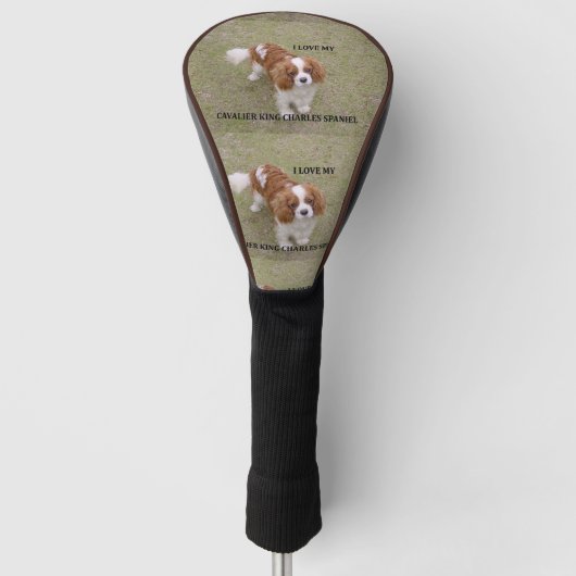 Cavalier-king-charles-spaniel blenheim Liebe w pic Golf Headcover (Vorderseite)