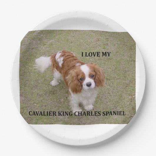 Cavalier-king-charles-spaniel blenheim Liebe w pic Pappteller (Vorderseite)