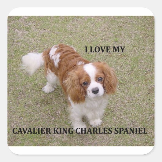 Cavalier-king-charles-spaniel blenheim Liebe w pic Quadratischer Aufkleber (Vorderseite)