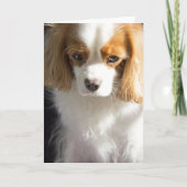 Cavalier King Charles Spaniel Card Karte (Vorderseite)