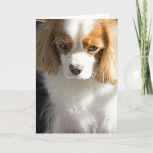 Cavalier King Charles Spaniel Card Karte (Vorderseite)
